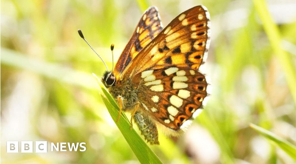 Rare butterfly population increases by 9000%