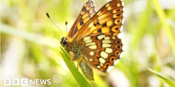 Rare butterfly population increases by 9000%