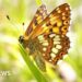 Rare butterfly population increases by 9000%