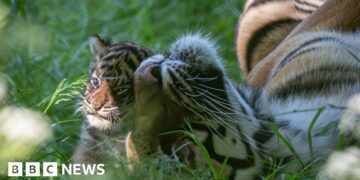 Rare tiger cub from litter of four dies