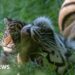 Rare tiger cub from litter of four dies