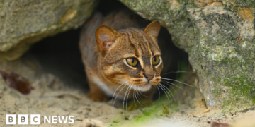 Sanctuary's tiny wild cat to join breeding scheme