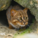 Sanctuary's tiny wild cat to join breeding scheme