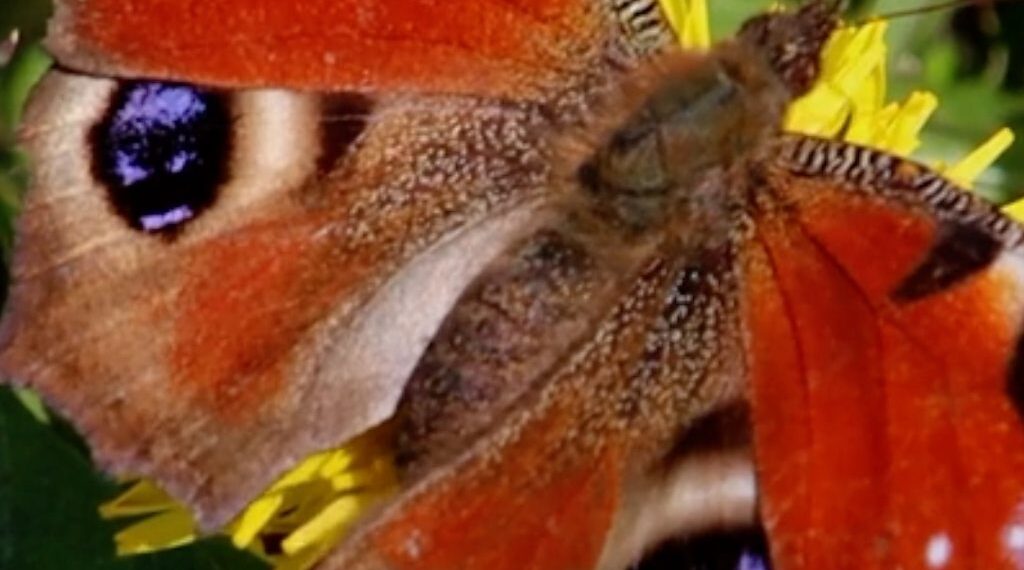 Simple tips to help the UK's butterflies
