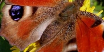 Simple tips to help the UK's butterflies