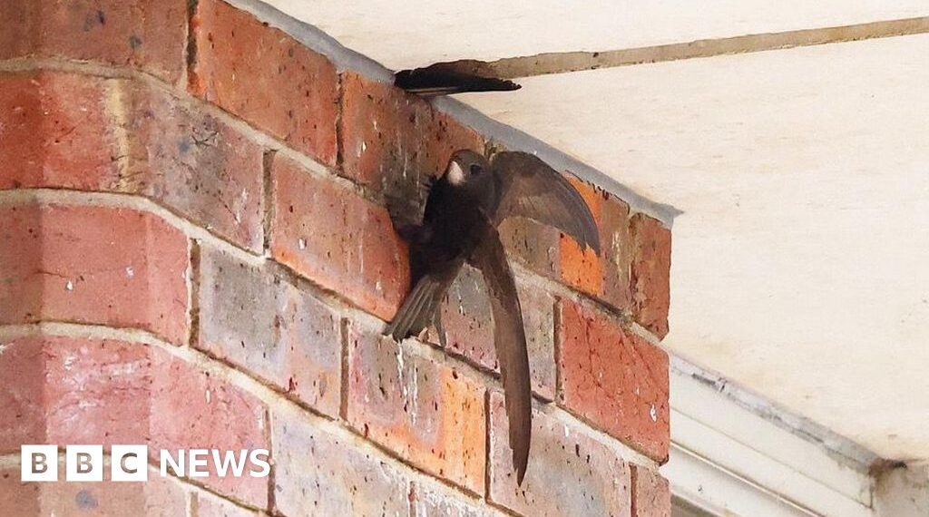Swifts 'displaced' after demolition - campaigners