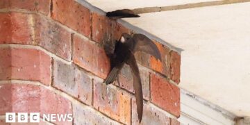 Swifts 'displaced' after demolition - campaigners