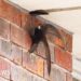 Swifts 'displaced' after demolition - campaigners