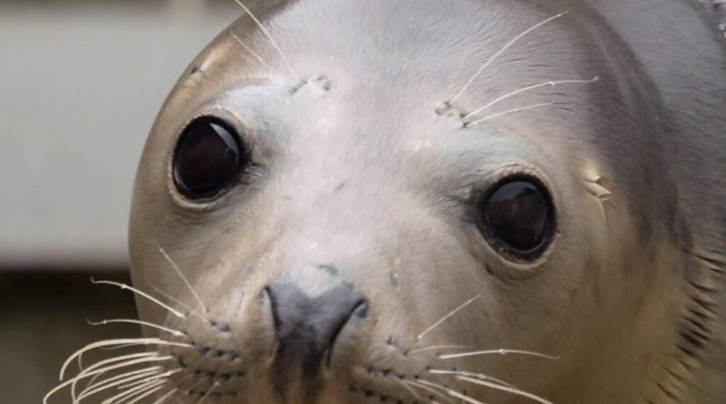 The fight to end seals, dolphins and whales dying in fishing nets