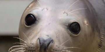 The fight to end seals, dolphins and whales dying in fishing nets