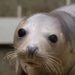 The fight to end seals, dolphins and whales dying in fishing nets