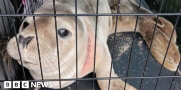 The fight to stop animals dying in fishing nets