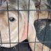 The fight to stop animals dying in fishing nets