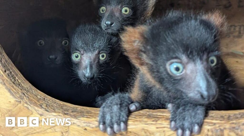 Trust celebrates birth of rare lemur quadruplets