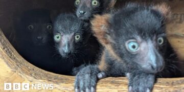 Trust celebrates birth of rare lemur quadruplets