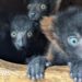 Trust celebrates birth of rare lemur quadruplets