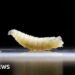 US plans to fight flesh-eating screwworm outbreak with flies and dogs