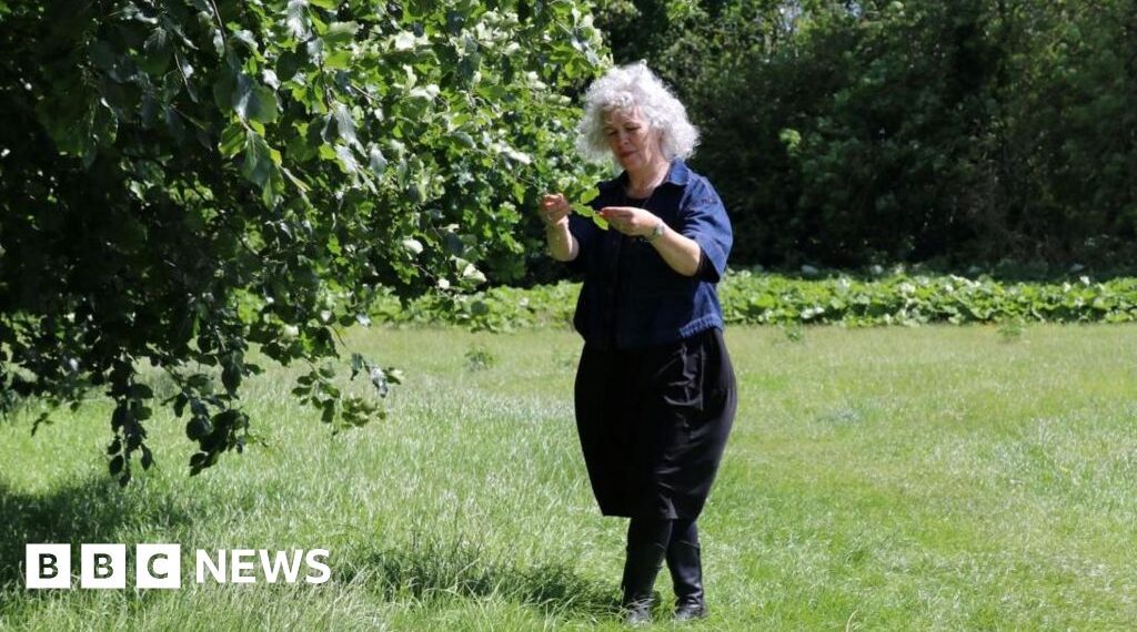 'Value of trees' in council's healthy spaces plan