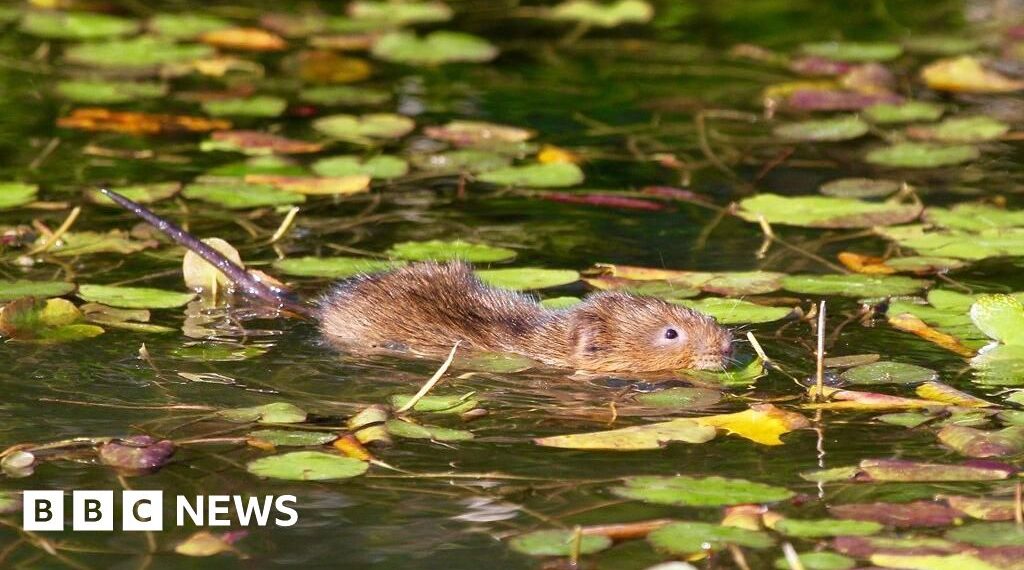 Water voles brought back to river after 20 years