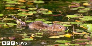 Water voles brought back to river after 20 years