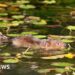 Water voles brought back to river after 20 years