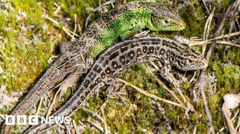 What next for Upton Heath after Dorset Wildlife Trust buys land?