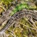 What next for Upton Heath after Dorset Wildlife Trust buys land?