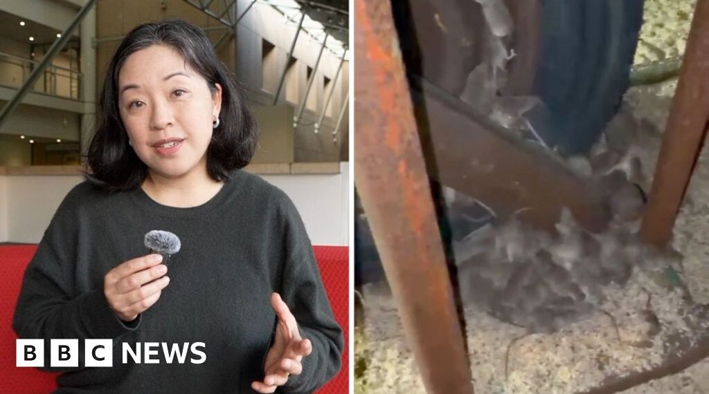 Why are devastating mice plagues happening in Australia?