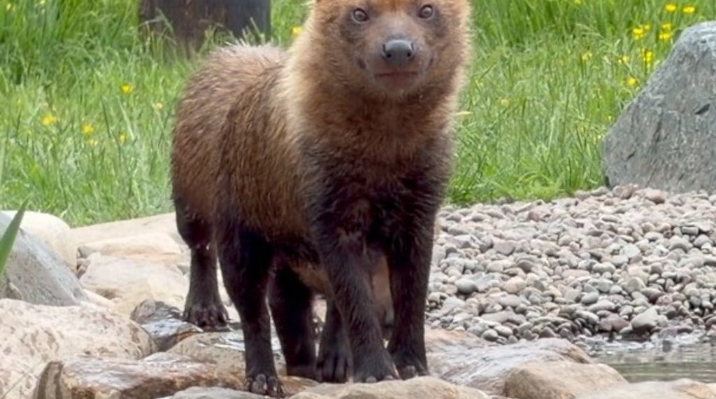 Wildlife Park welcomes mischievous bush dogs