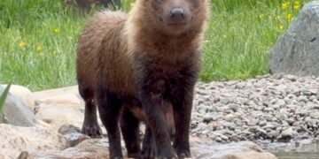 Wildlife Park welcomes mischievous bush dogs
