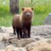 Wildlife Park welcomes mischievous bush dogs